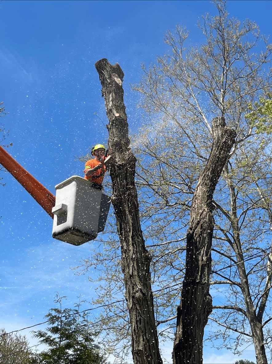 Glen in a bucket truck cutting down a tall tree trunk against a blue sky