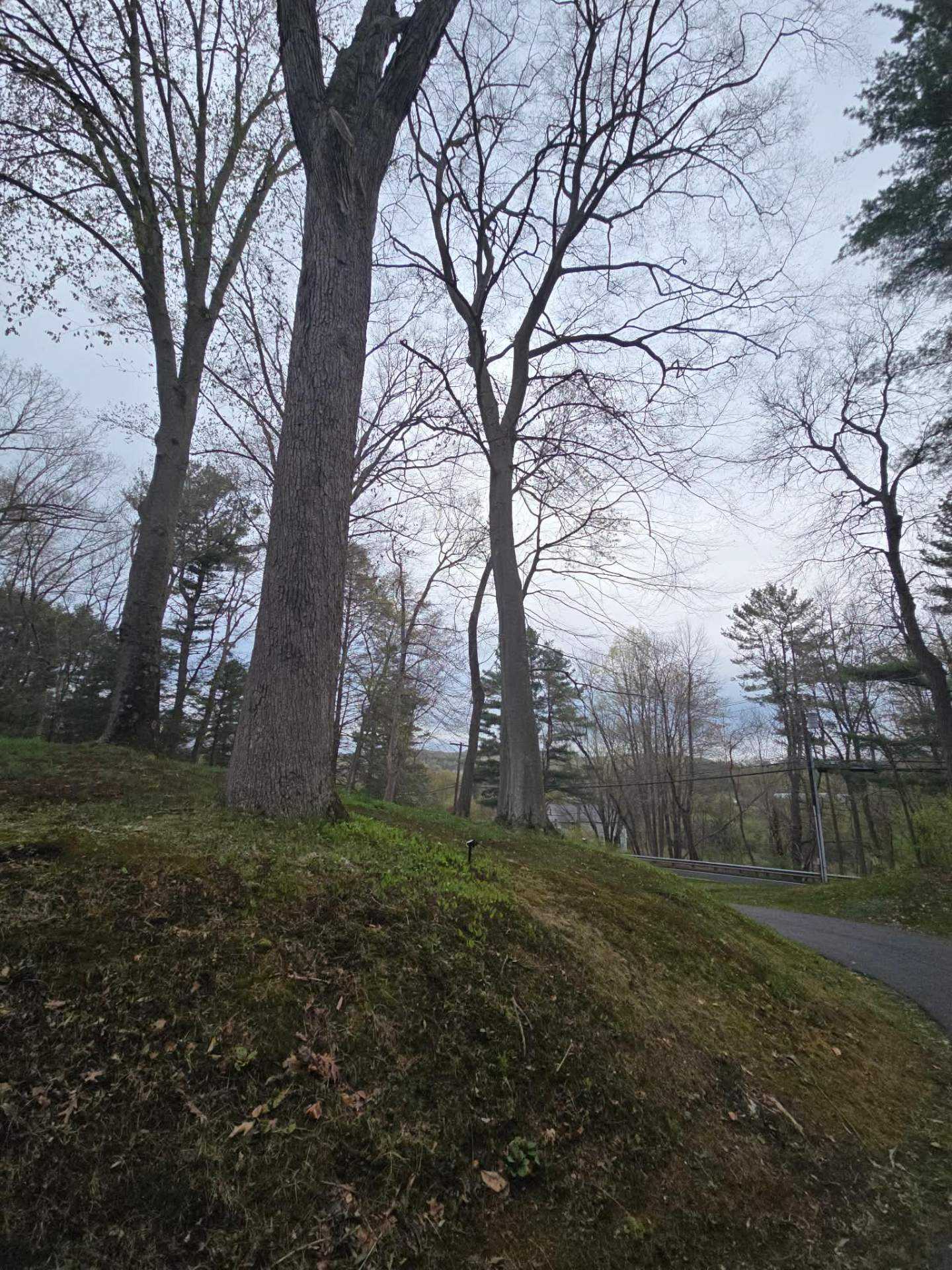 Tall oaks on a grassy hillside beside a driveway before tree work