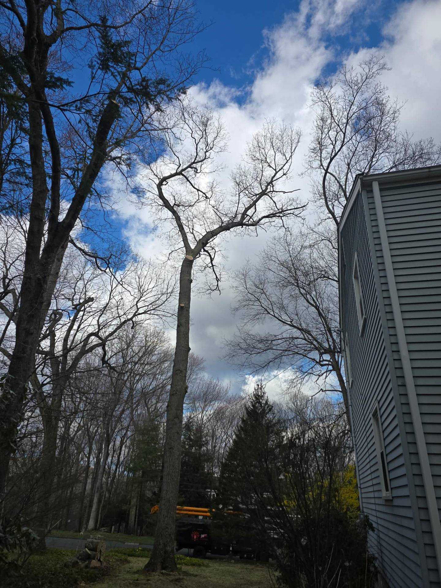 Trees with reduced crowns next to a gray two-story home