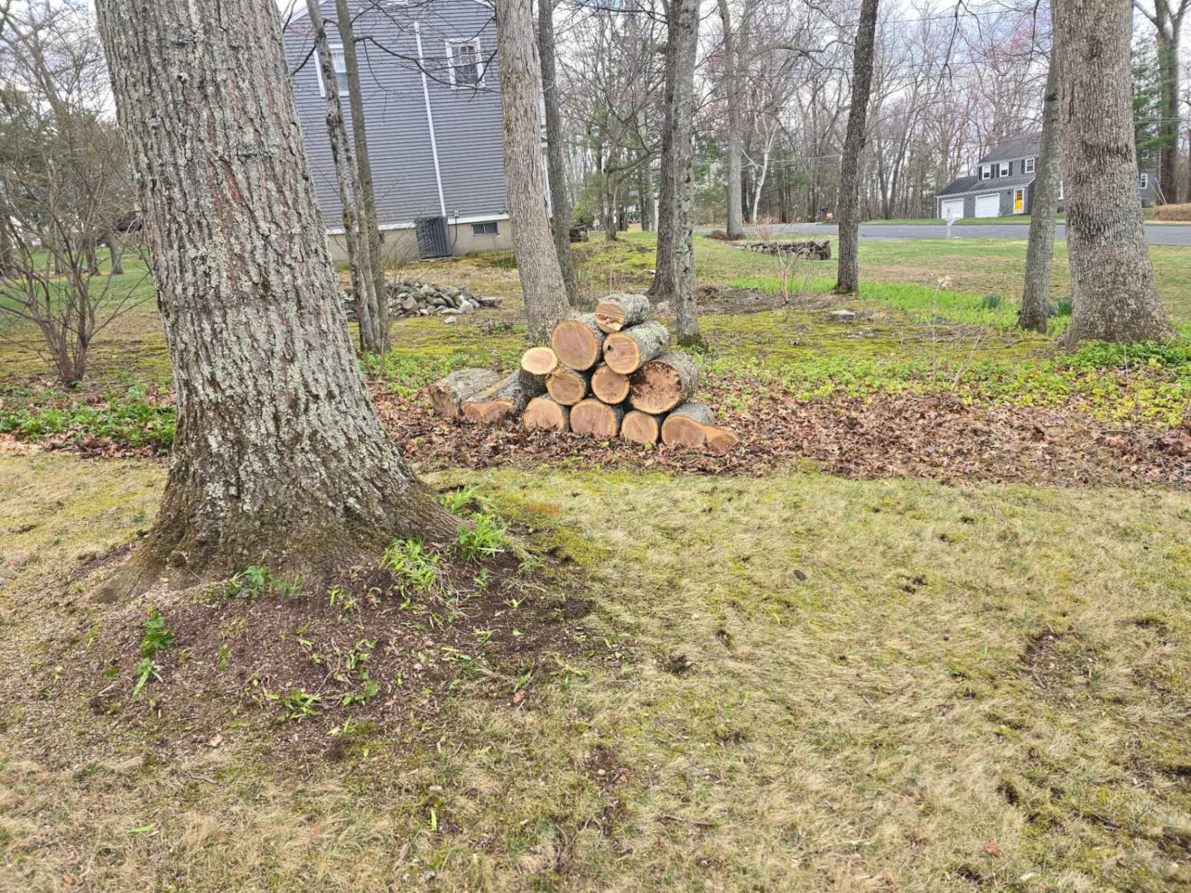Split logs stacked by a large trunk on a cleaned-up lawn