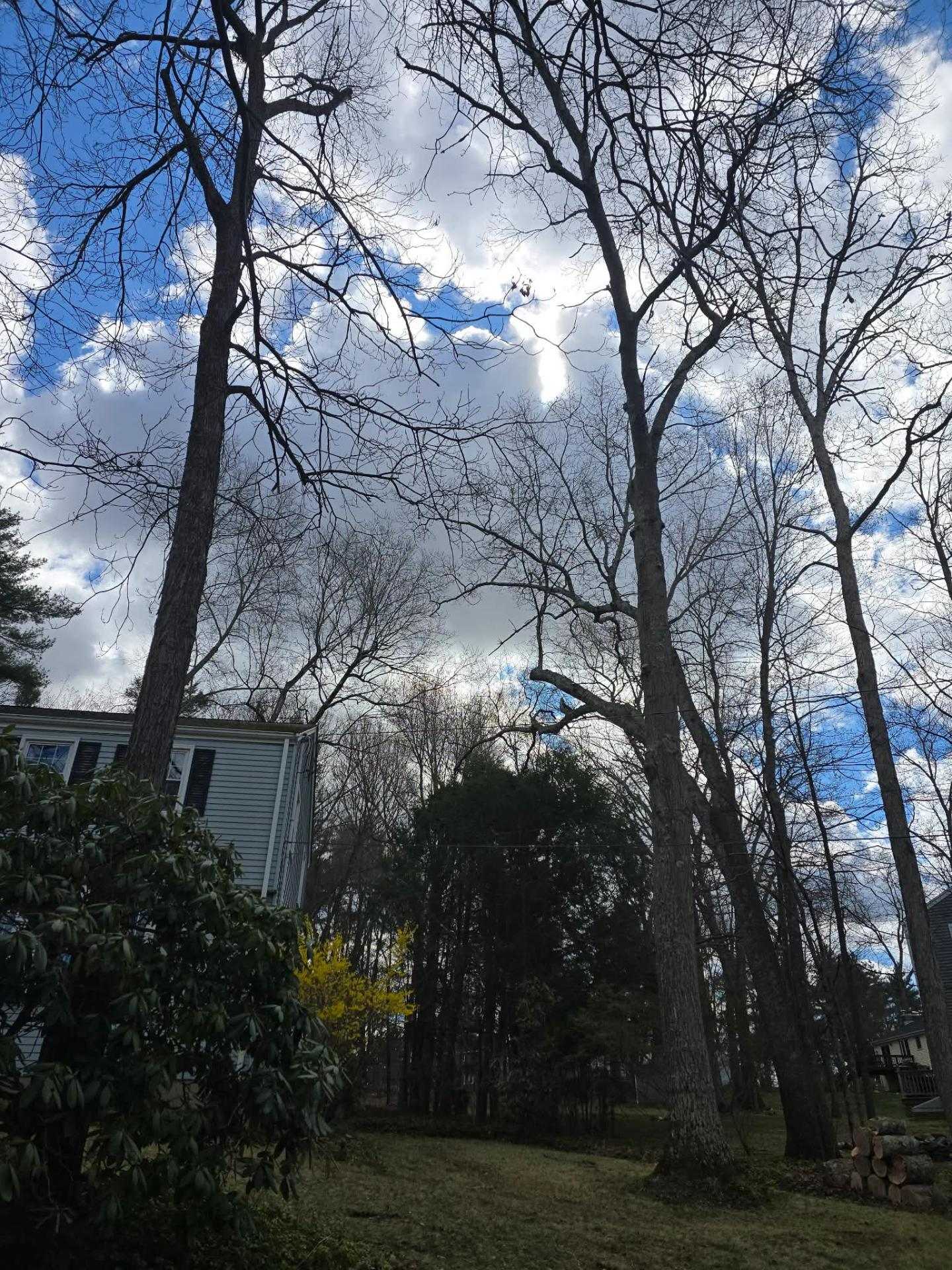 Backyard trees trimmed away from a house under a cloudy sky