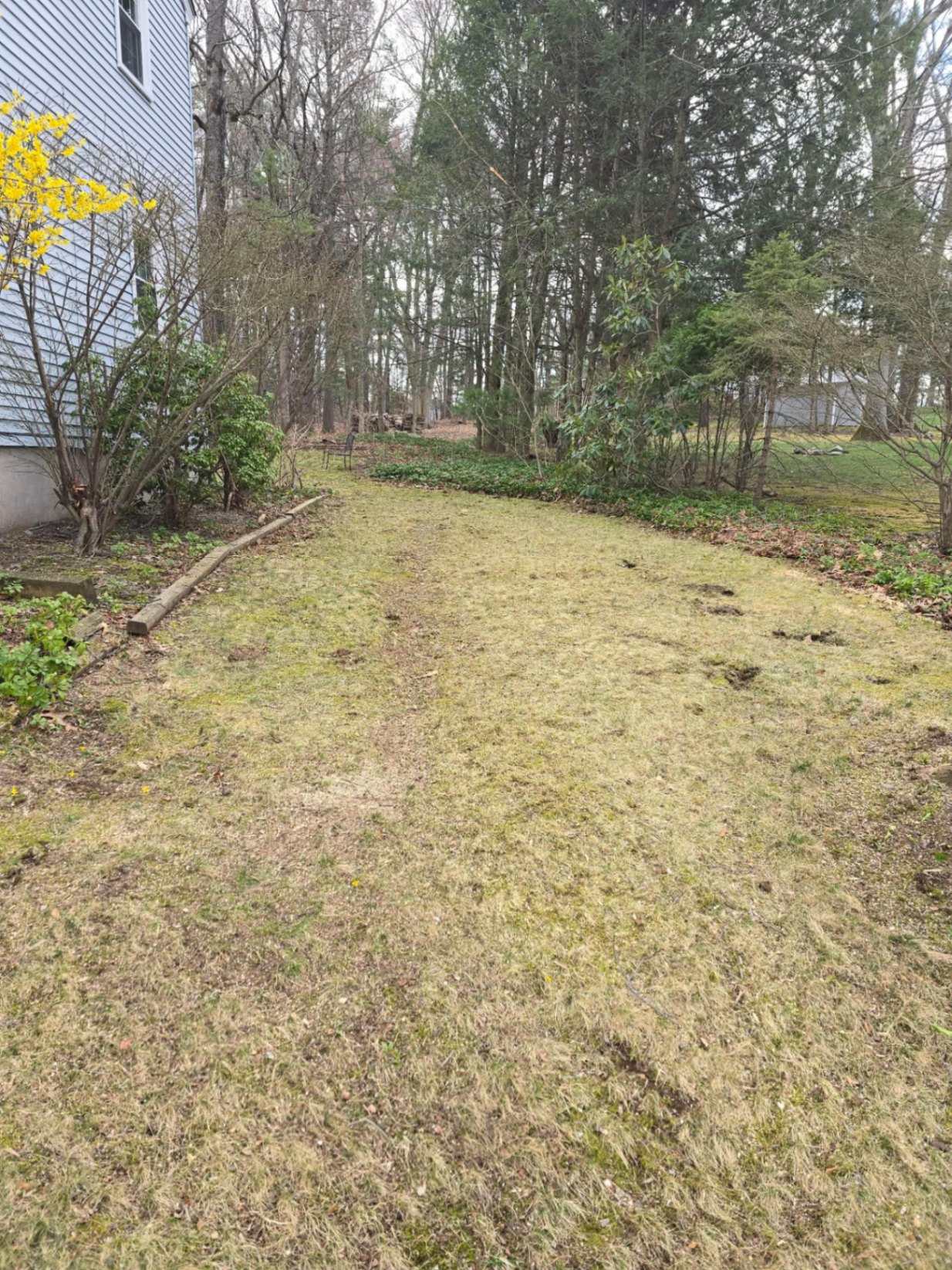 Wooded backyard path cleared of brush with the lawn raked clean