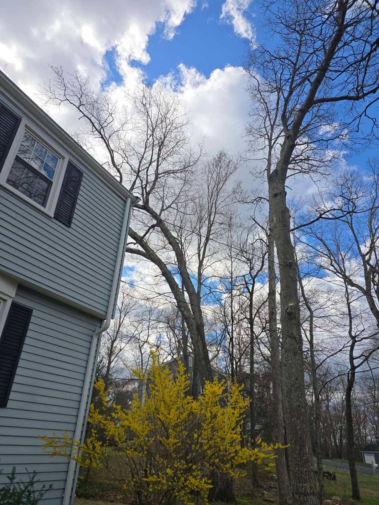 Tall trees towering over the side of a house, the kind of hazard handled during storm calls