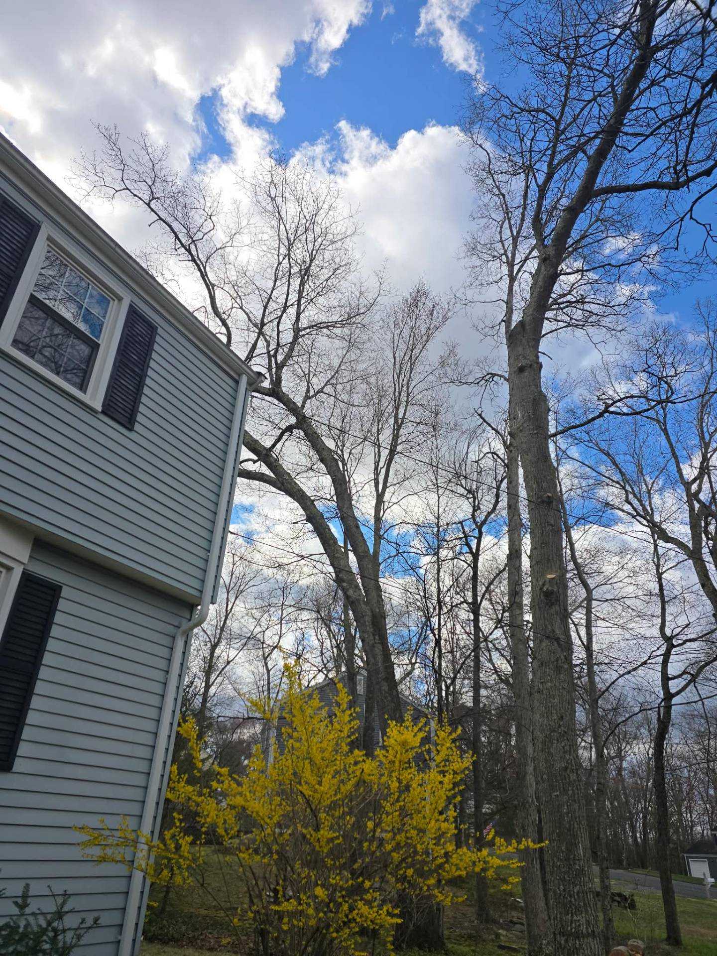 Tall trees and a flowering shrub beside the siding of a house