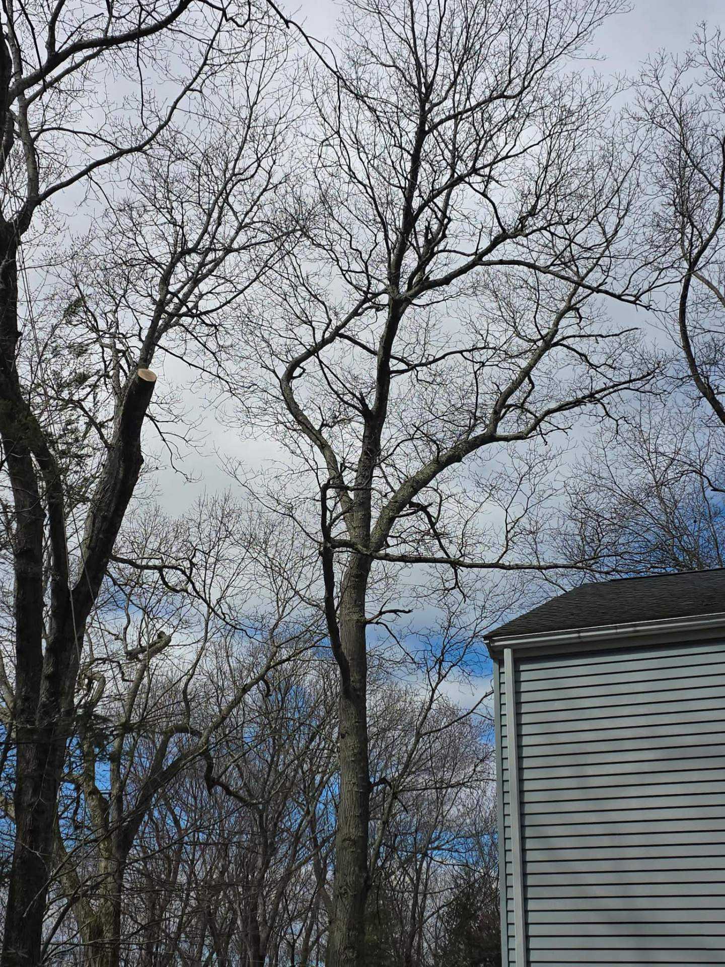 Bare trees close to the corner of a house after a removal