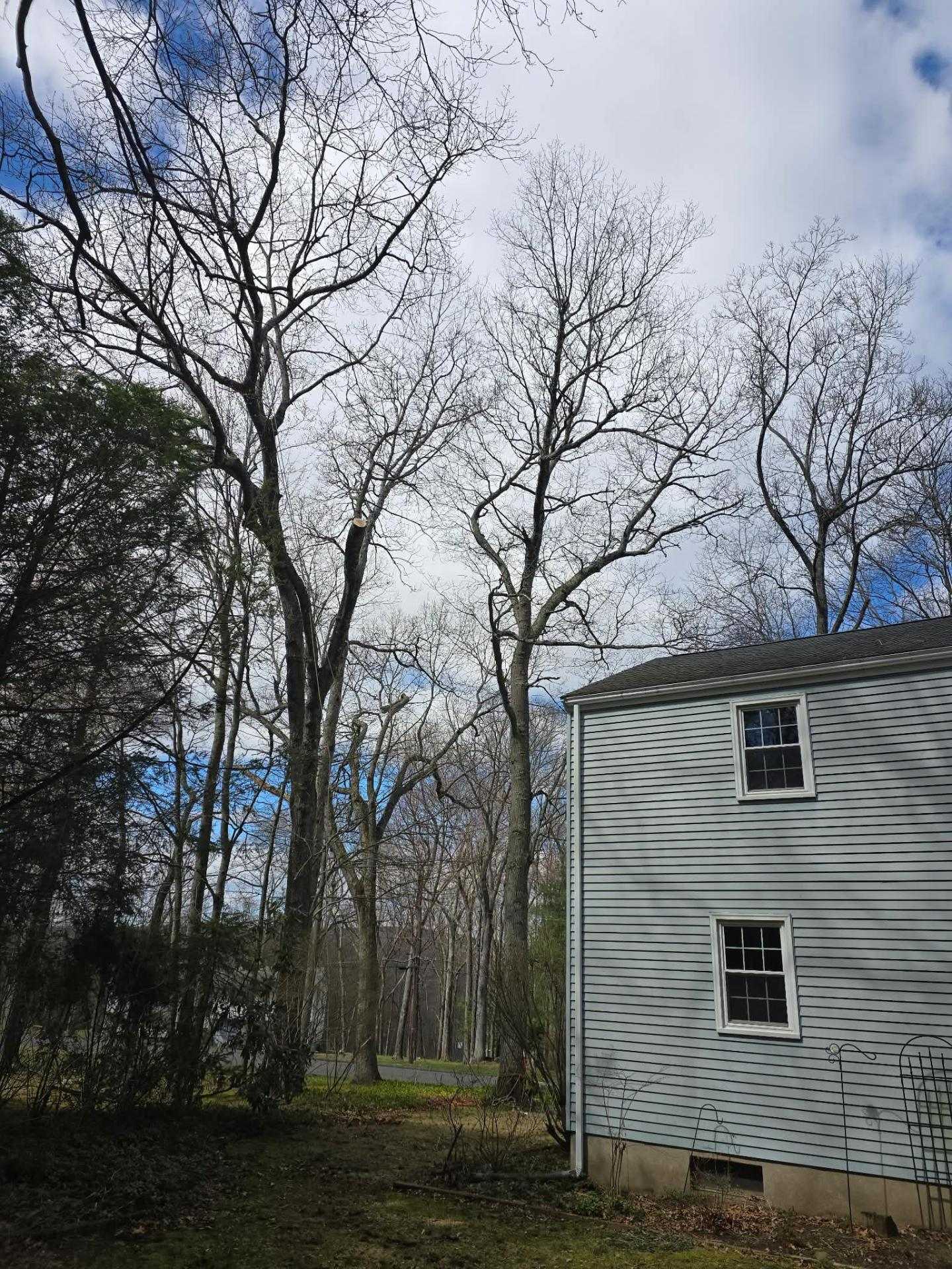 Open sky where a tree was removed beside a gray house