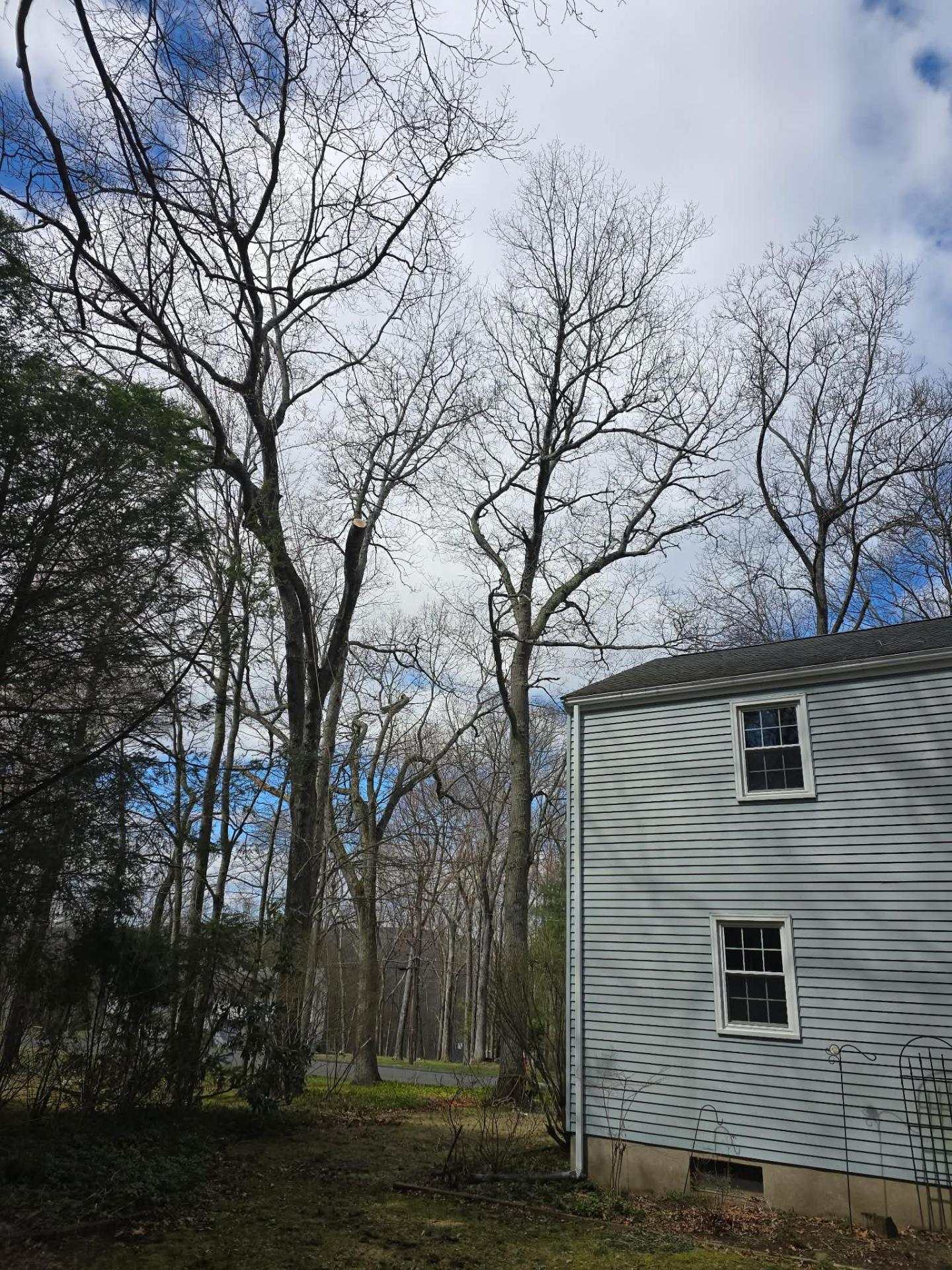 Tall trees beside a gray two-story house where G & G Family Tree removed a tree